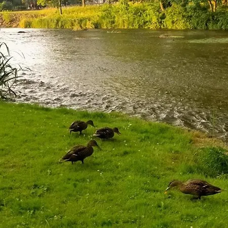 Lossi 8-5 Erika Daire *