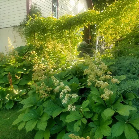 Lossi 8-5 Erika Appartamento