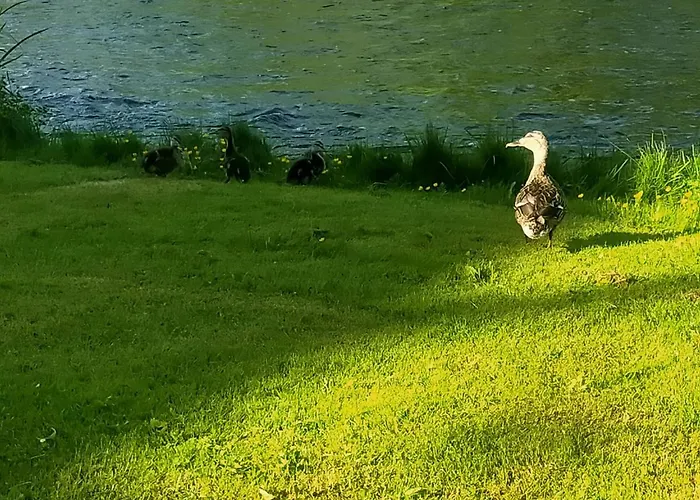 Lossi 8-5 Erika 珀尔察马