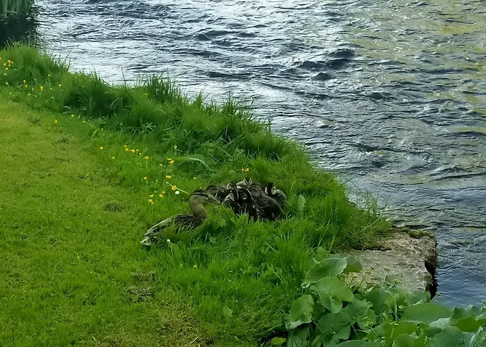 Lossi 8-5 Erika 公寓